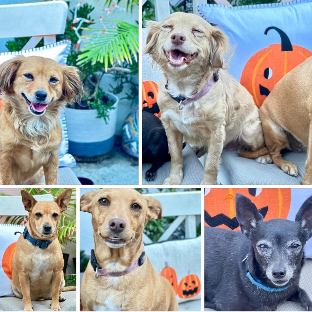 Meet your Posher, Ana